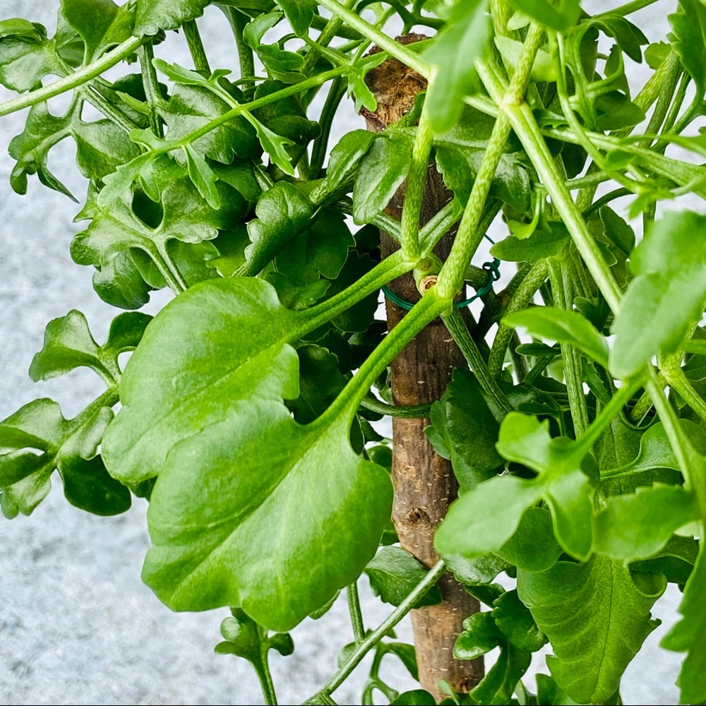 UNROOTED Cuttings RARE Kalanchoe Schizophylla Two Cuttings - Picture 15 of 17